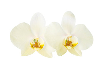 Fototapeta na wymiar Two yellow orchid flowers