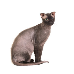 Black purebred sphinx cat