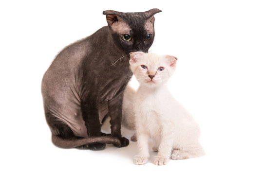 Black purebred sphinx cat with a kitten