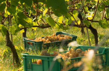 Winnica, białe, żółte, soczyste winogrona w skrzynce na polu wsród krzewów winorośli. 