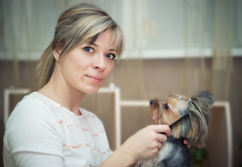 Combing beard of Yorkshire Terrier.