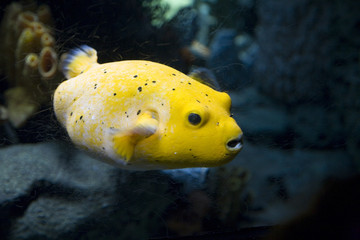 Blackspotted puffer fish, Lisbon Oceanario