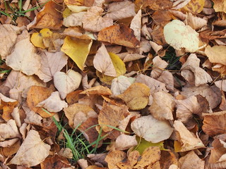 Осенние листья