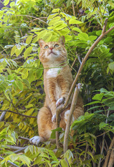 Red alert cat in tree