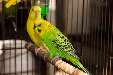 Yellow Budgie,  Budgerigar Bird