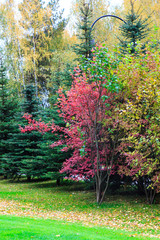 Early autumn in Russia, some of the trees already yellow and red
