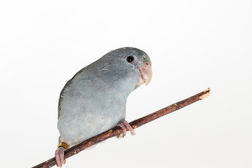 Mauve Forpus, Parakeet, Bird