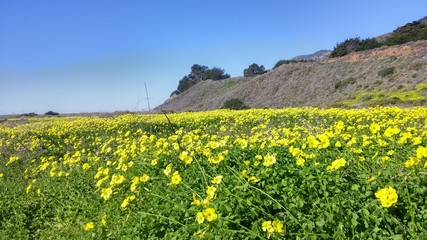 Wild Flowers