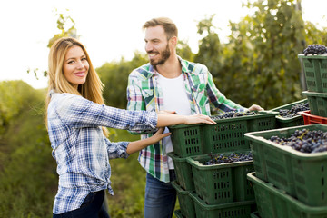 Grape harvesting