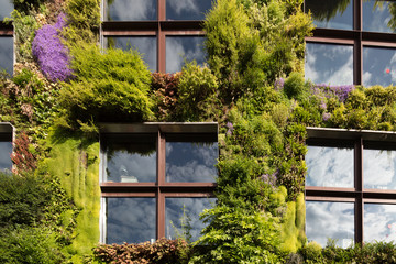 Ecological Green Wall in Paris, France. Plants, flowers and windows with cloud reflections.