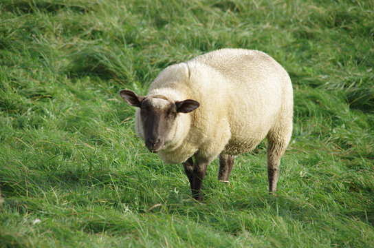 Schaf auf der Wiese