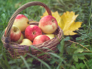 Basket with apples on the grass in the garden. Autumn time, time to harvest. Concept on fresh products and healthy food