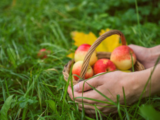 Basket of ripe apples in the hands. Time to harvest. Basket with apples on the green grass in the garden