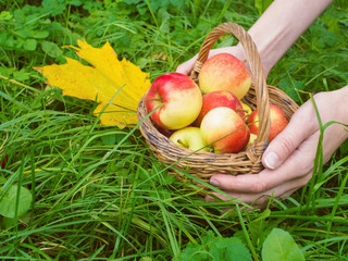 Women hands holding a basket with apples. Autumn time, harvesting. Against the background of green grass and yellow wedge plate.