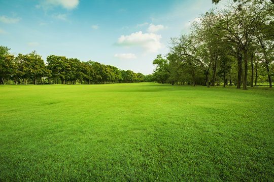 green grass field in public park © stockphoto mania