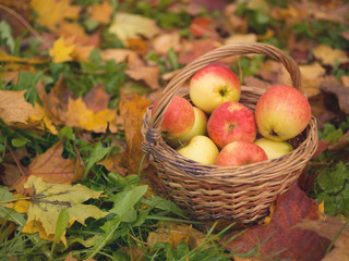 Basket with apples close up on autumn red and yellow maple leaves. Autumn time, yellow leaves. Nature autumn