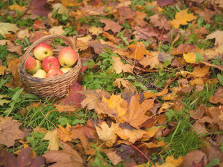 Red apples in a wicker basket on autumn foliage. Autumn time, yellow leaves. Nature autumn