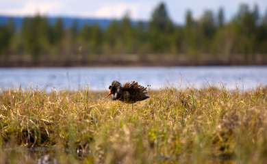Mating behaviour. Male ruffs are in state of self-advertising