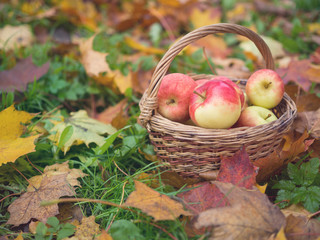 Apples in the autumn garden. Basket full of red apples on a background of red autumn yellow foliage. Concept on a theme of healthy eating.