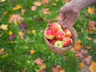 Red apples on the green grass. Concept on a theme of the autumn harvest and a healthy diet.
