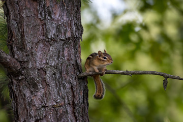 Chipmunk