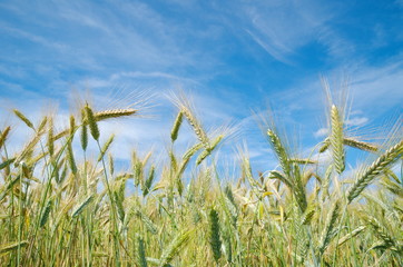 Ears of rye against the blue sky