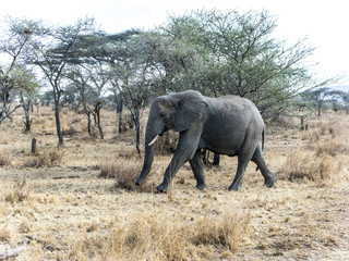 elephants look for food at the trees in the serengeti