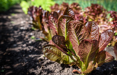 Red Lettuce Crop