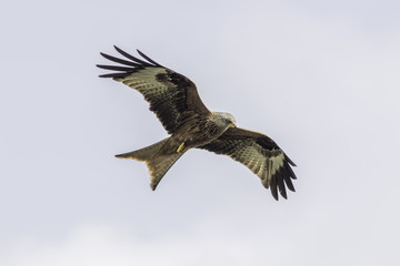 Wild red kite