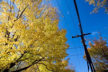 Fall scene, New England