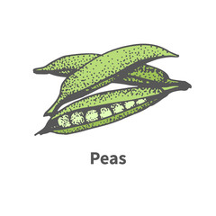 Vector sketch hand-drawn green pea pod