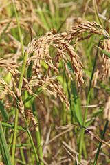 Riz de Camargue