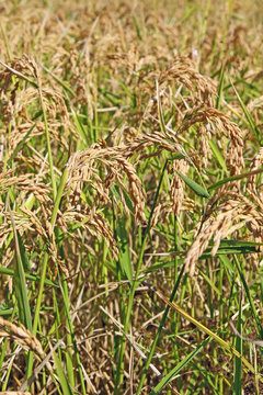 Riz de Camargue