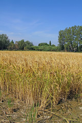 Riz de Camargue