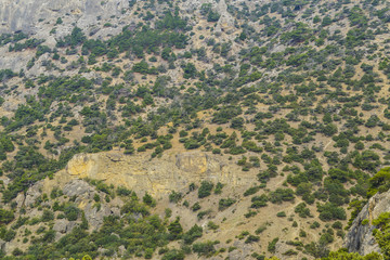 Junipers and pines on the slopes