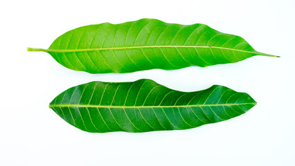 Tree leaf isolated with white background