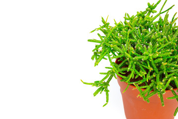 Potted house plant isolated in white background