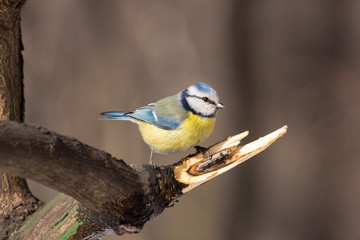 tit on a branch