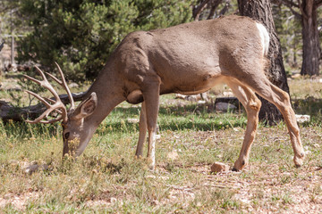 Mule Deer Buck