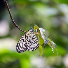Tree Nymphsidea Butterfly