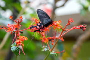 Obraz na płótnie Canvas Pachliopta aristolochiae butterfly