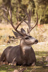 Mule Deer Buck Bedded