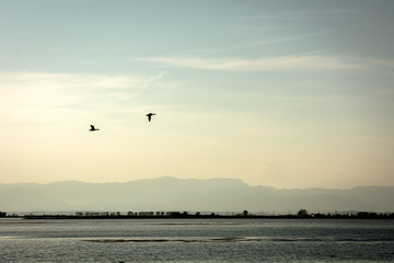 Fly away
