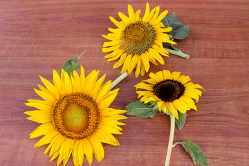 sunflower fresh petals
