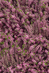 Obraz premium heather flowers