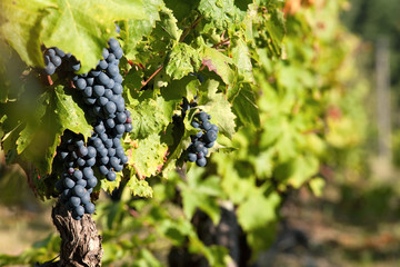 Raisin dans les vignes