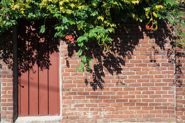 Beautiful flower, tree in front of Korean house in Bukchon Hanok