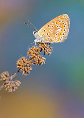 Common Blue (Polyomathus icarus) butterfly