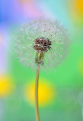 dandelion on colorful background