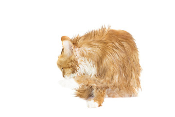 Wet ginger cat licking its paw on a white background